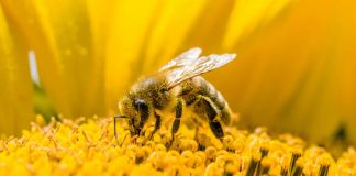 Doctor Bee; The Handcrafter of Medicine